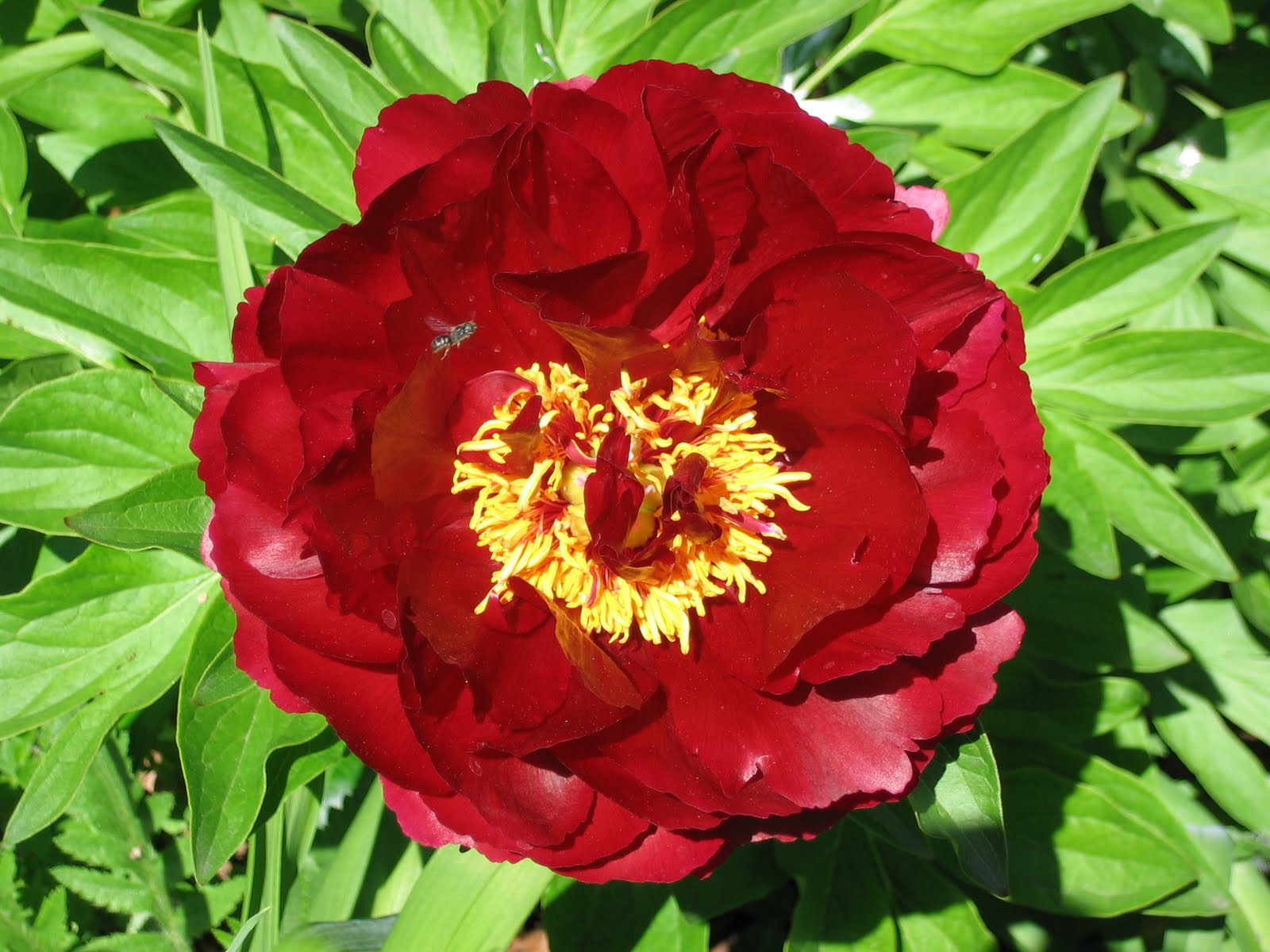 Canadian Peony Society: Illini Belle