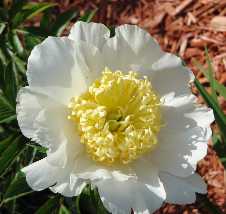 Пион молочноцветковый nymphe. Пион травянистый золотой амулет. Пион нефрит. Пион молочный цветковый. Пион травянистый бу ти.