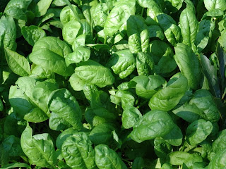 Spinach for eyesight protection