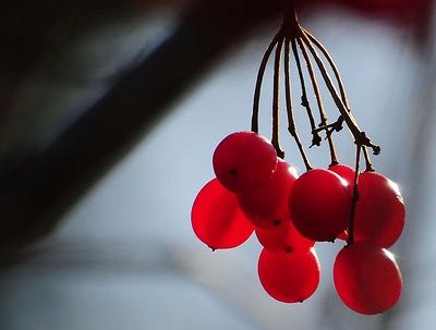 [cranberries.JPG]