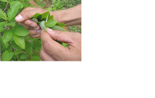 hoja de coca