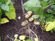New Potatoes 2009