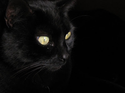 Gato_negro.JPG