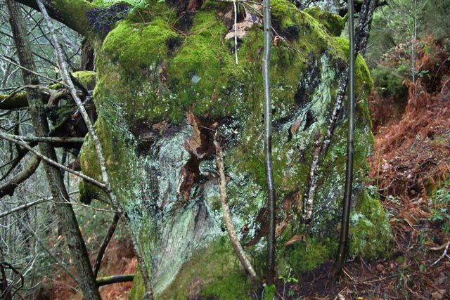 [Tronco+coberto+musgo..jpg]
