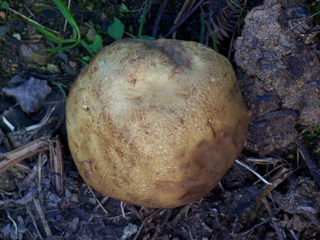 [Peido+de+velha..jpg]