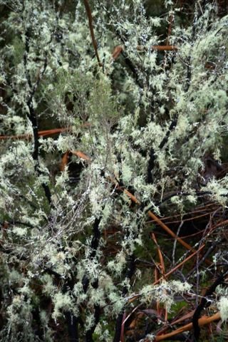 [Ã rvore+com+fungo+branco.jpg]