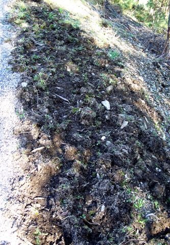 [Berma+da+estrada+fossada+pelo+javali..jpg]