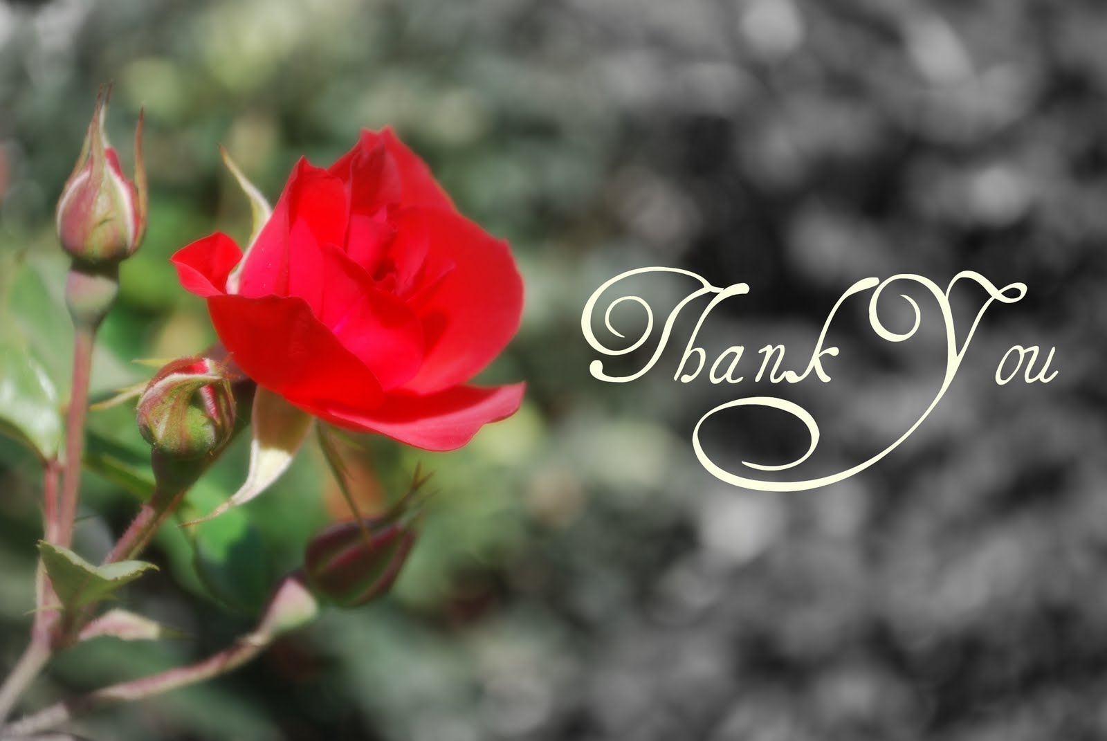 Благодарный цветы. Благодарность цветы. Спасибо цветы. Цветочек в благодарность.