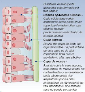 ACLARAMIENTO MUCOCILIAR EPUB DOWNLOAD ACLARAMIENTO MUCOCILIAR EPUB DOWNLOAD