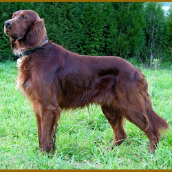 Another new Hox dog