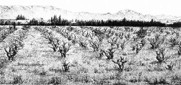 [Vineyards+along+Interstate+10.jpg]