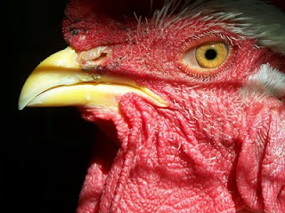 galo+style - Olhos vermelhos