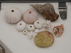Treasures from the Sea