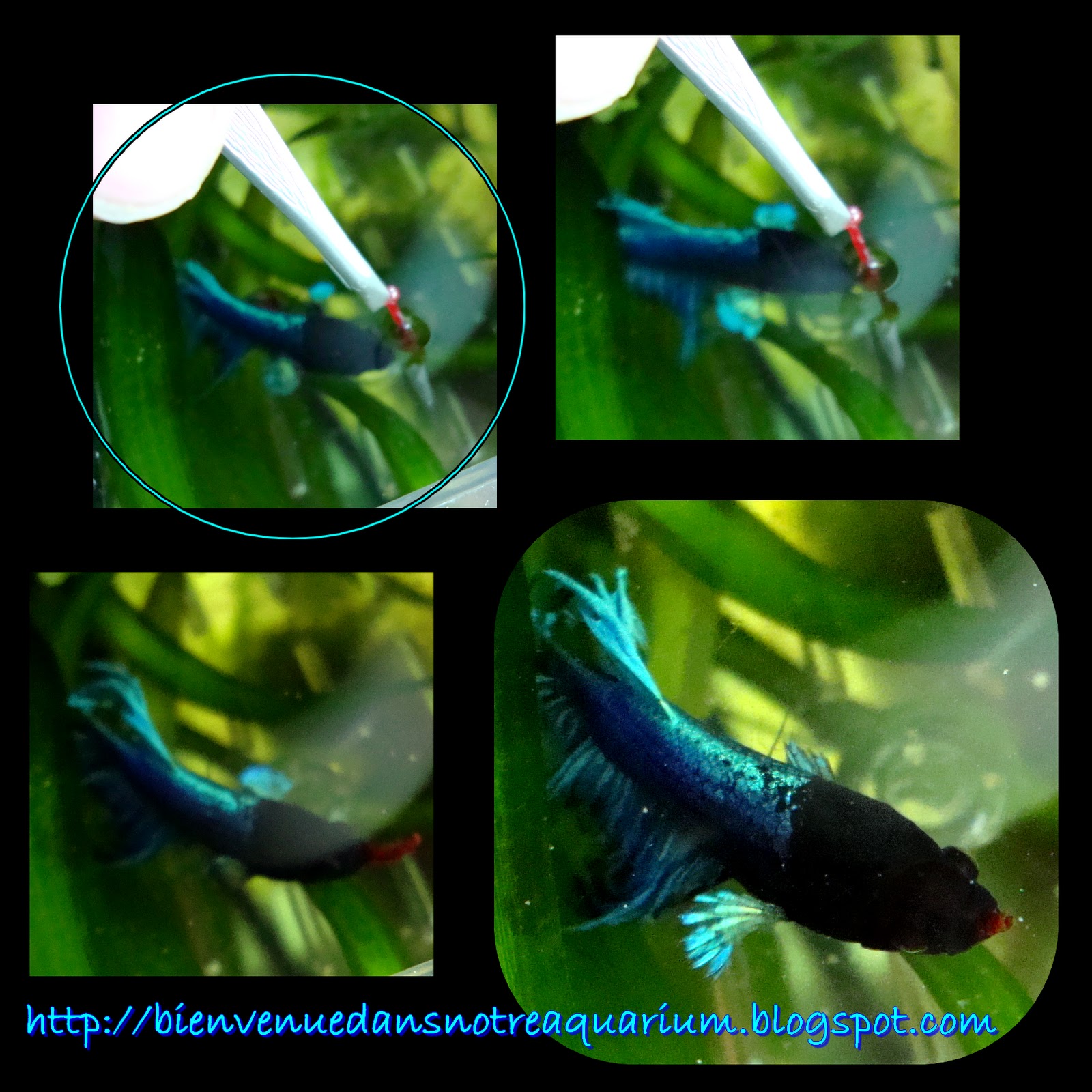 Bienvenue dans notre aquarium! Vers de vase rouges surgelés la