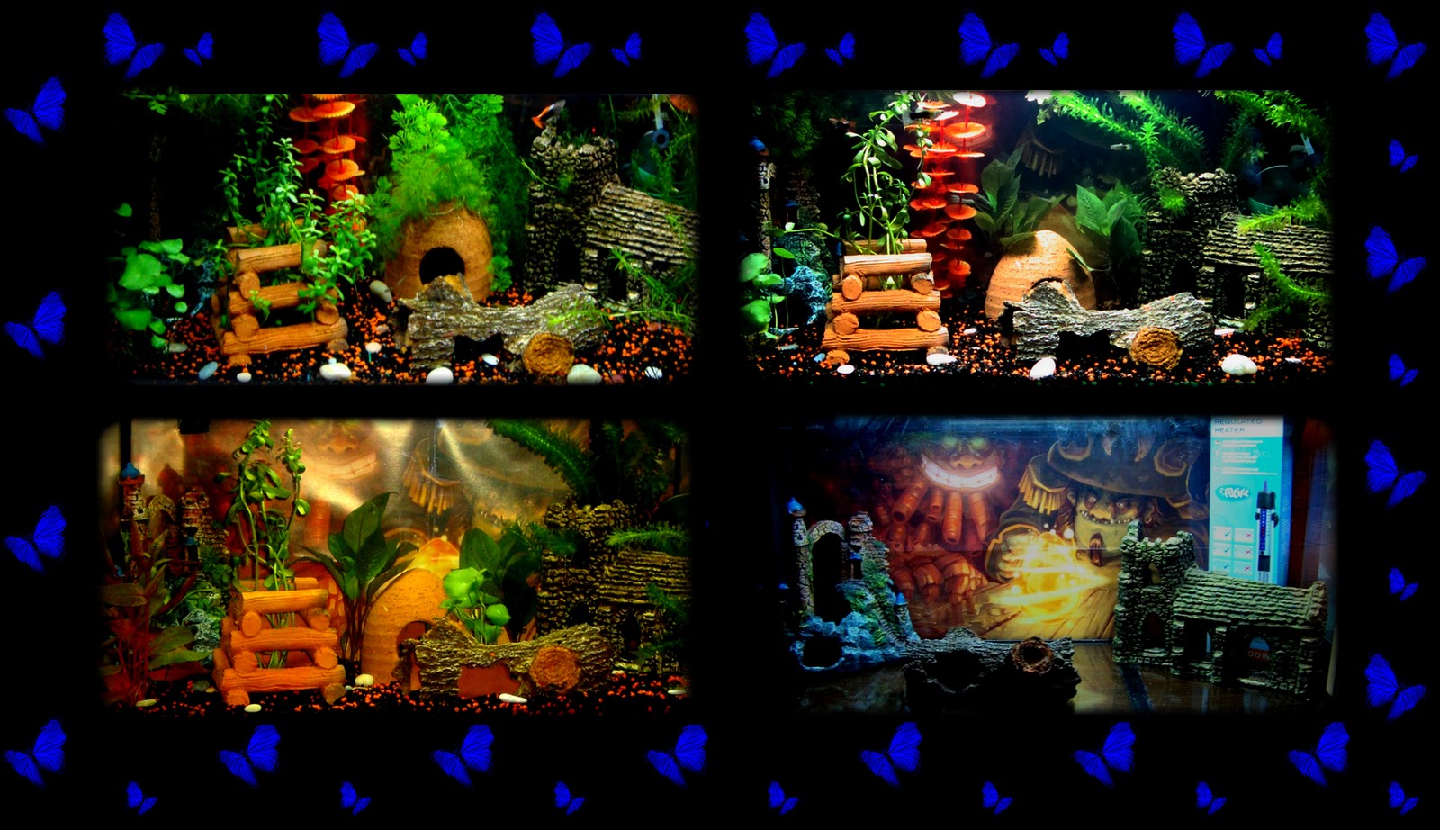 Bienvenue dans notre aquarium! Evolution d'un aquarium (femelles