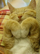 ~i heart cat~