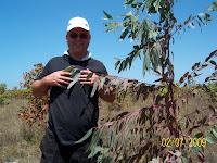 Dexter Dombro with Eucalyptus pellita