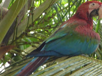 Macaws need more habitat