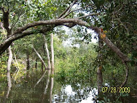 Magical inundation forest at natural reserve site