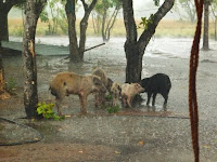 Farm animals waiting for tropical downpour to end