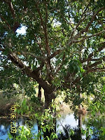 Native flowering Cocomono tree