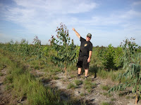 Plantation Eucalytus pellita