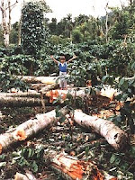 Deforestation in Kerala, India