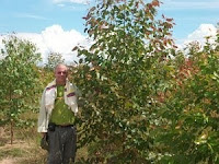 Dexter Dombro observing biomass increase in 11 month old Eucalyptus trees