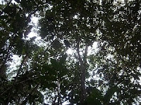View of natural tropical forest canopy absorbing carbon