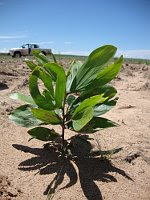 Tropical tree planted in infertile sand