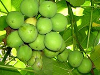 Jatropha curcas fruits