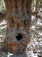 Old Growth Tree at La Pedregoza