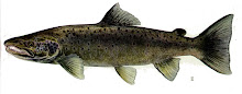Maine State Fish:  Atlantic Salmon