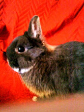 Buzz Eddy's Dwarf Rabbit