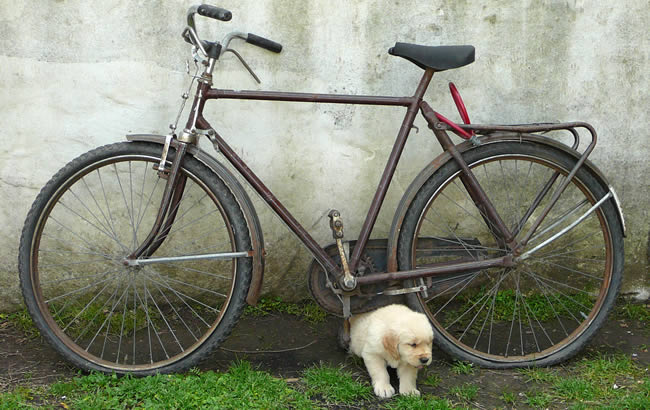 Golden Retriever y Bicicleta