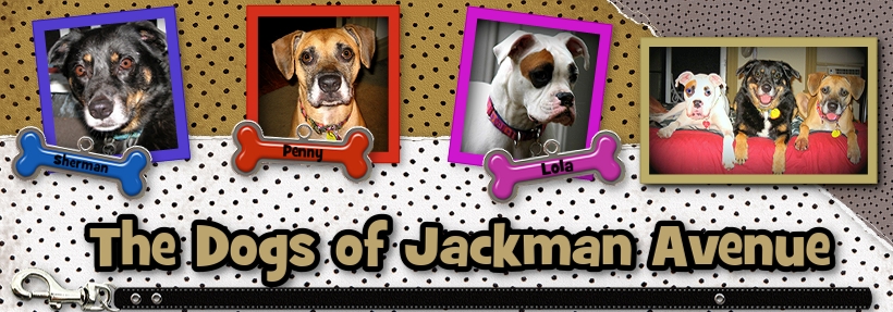 The Dogs of Jackman Ave