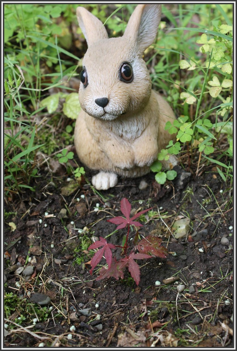 [rabbitandtree.jpg]