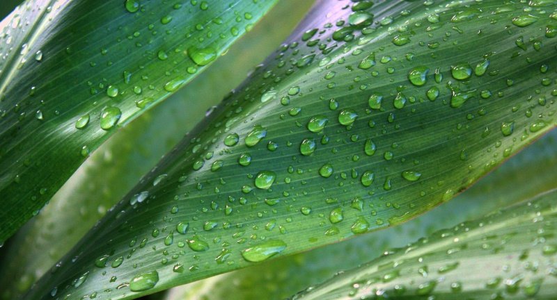 [tileaf2.jpg]