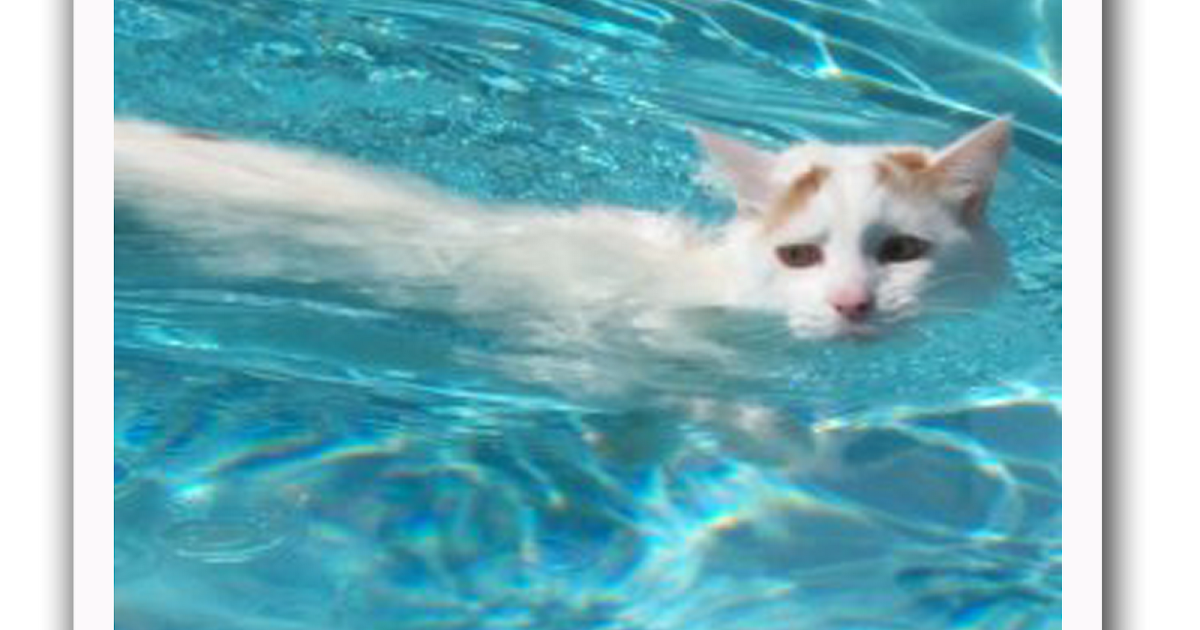 Кошки в озерах. Турецкий Ван плавает. Турецкий Ван купается. Турецкий Ван кошка. Турецкая водяная кошка Ван.