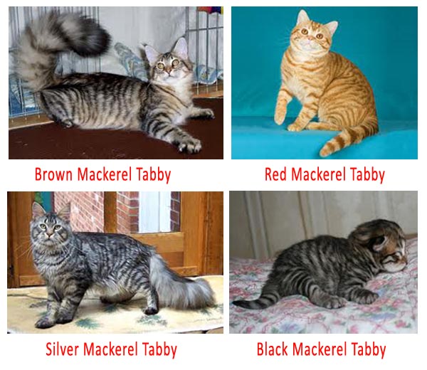 My Dearcats DC Corak Tabby Pada Kucing