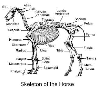 Everything about horses: 3. Skeletal system - structure