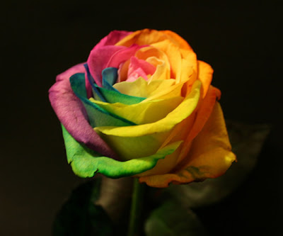 กุหลาบ สีรุ้ง ( Rainbow Roses )