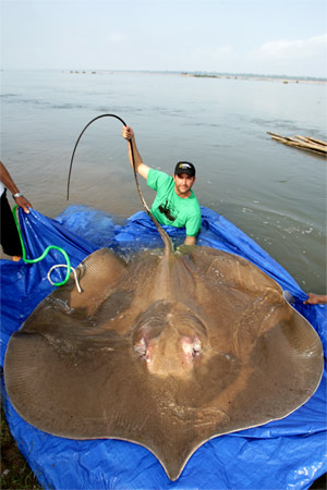 [giant-stingray-bluesheet4-ga.jpg]
