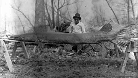[Alligator_gar.jpg]