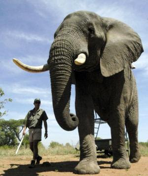 ช้างอัฟริกา สัตว์บก ตัวใหญ่ที่สุดในโลก