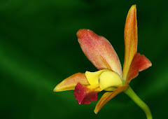Orquidea cattleya