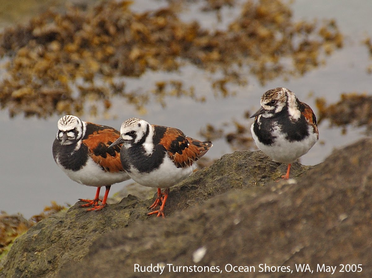 Northwest Nature Notes SHOREBIRDS ON THE MOVE