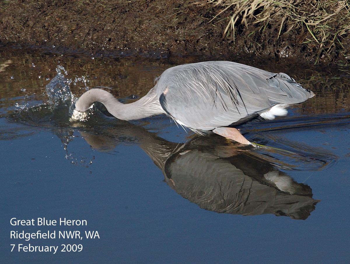 Northwest Nature Notes CRANES AND HERONS