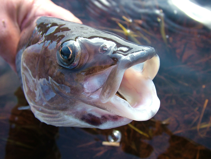 Chavanga Fish Blog: October 2010