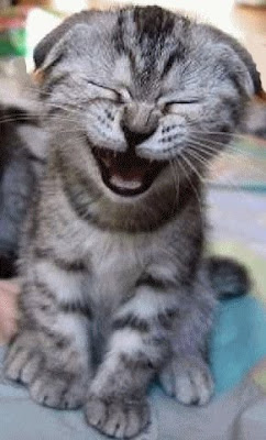 Laughing Kitty